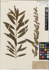 Foto von Salix humilis Marshall x Salix sericea Marshall